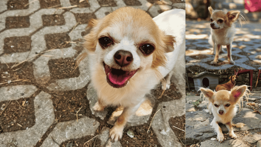 Zockie unsere Chihuahua Dame aus dem Führungsteam